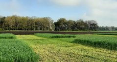 Winterrogge vormt een klimaatoplossing voor melkveebedrijven op droge zandgrond Winterrogge vormt een klimaatoplossing voor melkveebedrijven op droge zandgrond