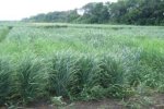 Figure 6. Switchgrass row spacing experiments in Yaltushka, Ukraine. 