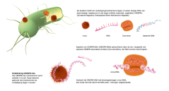 Het CRISPR-Cas-mechanisme werd ontdekt in E.coli. Deze bacterie gebruikt het mechanisme als verdediging tegen virussen. Het CRISPR-Cas-mechanisme werd ontdekt in E.coli. Deze bacterie gebruikt het mechanisme als verdediging tegen virussen.