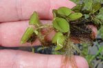 Grote vlotvaren (Salvinia molesta) (Foto: Jeffrey Huizenga, Waarneming.nl, 2011)