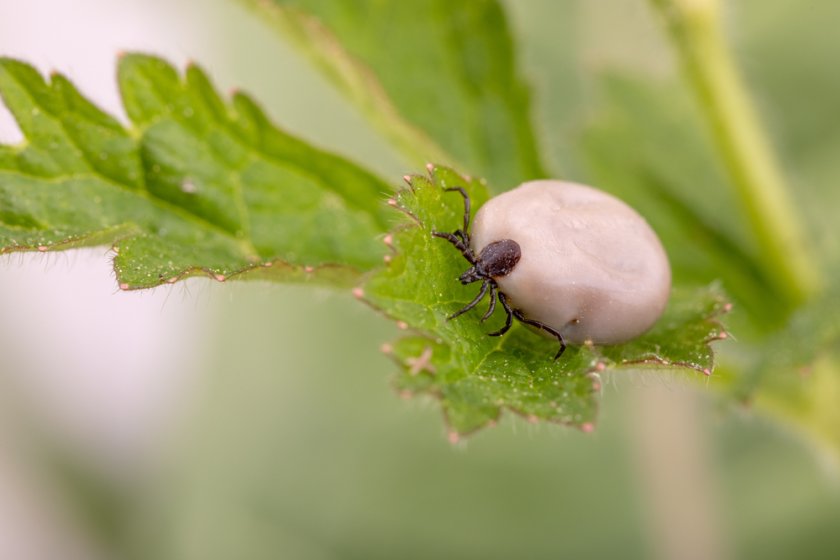 A tick feeds continuously for between three and ten days, and the biological glue helps it stay attached throughout. A tick feeds continuously for between three and ten days, and the biological glue helps it stay attached throughout.