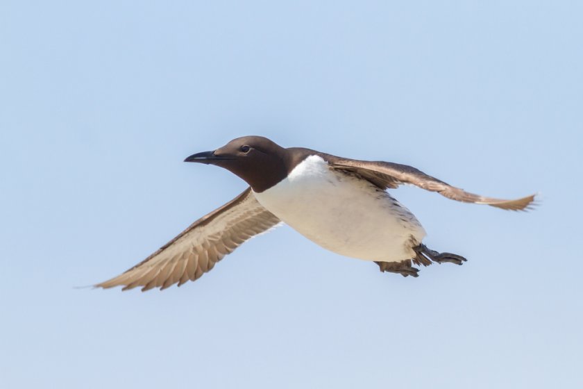 Uit onderzoek blijkt dat alken en zeekoeten niet tussen de windmolens willen zwemmen. Uit onderzoek blijkt dat alken en zeekoeten niet tussen de windmolens willen zwemmen.
