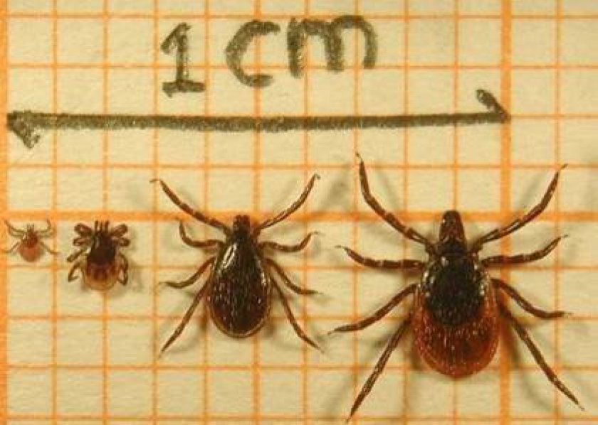 Ixodes ricinus - van links naar rechts: larve – nimf – mannetje – vrouwtje (Foto: Fedor Gassner) Ixodes ricinus - van links naar rechts: larve – nimf – mannetje – vrouwtje (Foto: Fedor Gassner)