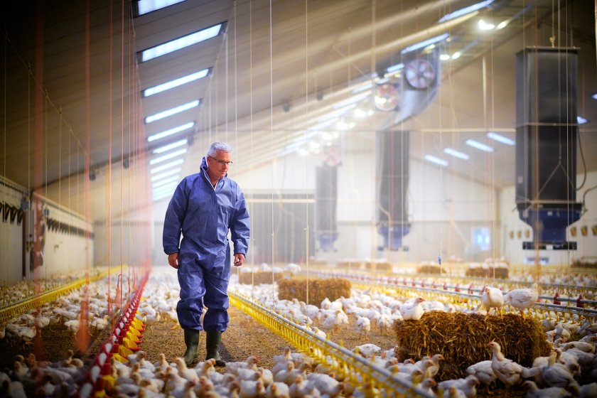 Onderzoeker Jan van Harn op een vleeskuikenhouderij Onderzoeker Jan van Harn op een vleeskuikenhouderij