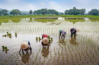 Rice field