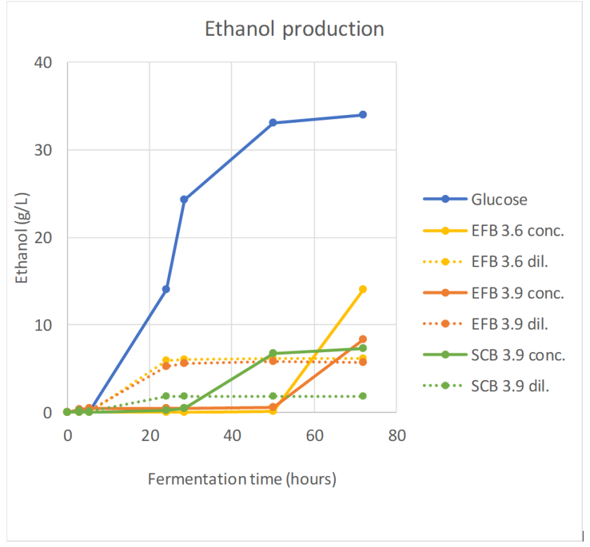 Figure 4 Production of ethanol with yeast from hydrolysates of pretreated biomass (conc. (concentrated) and dil.(diluted) hydrolysates) Figure 4 Production of ethanol with yeast from hydrolysates of pretreated biomass (conc. (concentrated) and dil.(diluted) hydrolysates)