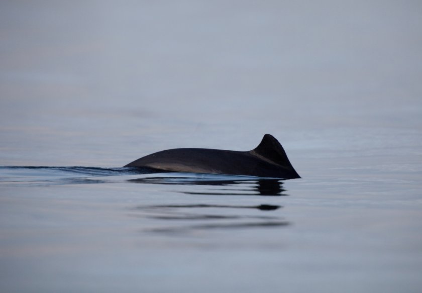 Bruinvis (foto: Shutterstock) Bruinvis (foto: Shutterstock)
