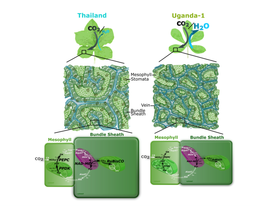 Pathway C4 photosynthesis Pathway C4 photosynthesis
