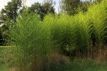 Lopende bamboe (Foto Famartin, Wikimedia Commons, 2023)