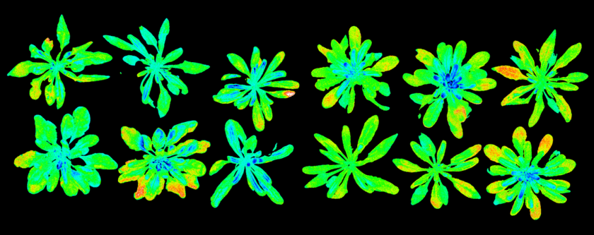 Chlorophyll fluorescentie opname van fotosynthese parameters van enkele cybriden Chlorophyll fluorescentie opname van fotosynthese parameters van enkele cybriden