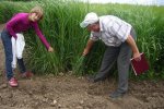 Figure 6. Switchgrass row spacing experiments in Yaltushka, Ukraine.  Figure 6. Switchgrass row spacing experiments in Yaltushka, Ukraine.
