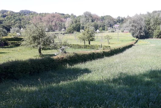 heggen zuid limburg.jpg heggen zuid limburg.jpg