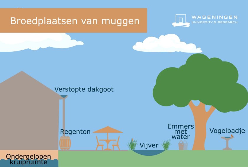 Overzicht van broedplaatsen van muggen om het huis, zoals een ondergelopen kruipruimte, een verstopte dakgoot, een regenton, vogelbadje, vijver of emmers met water (Beeld: WUR) Overzicht van broedplaatsen van muggen om het huis, zoals een ondergelopen kruipruimte, een verstopte dakgoot, een regenton, vogelbadje, vijver of emmers met water (Beeld: WUR)