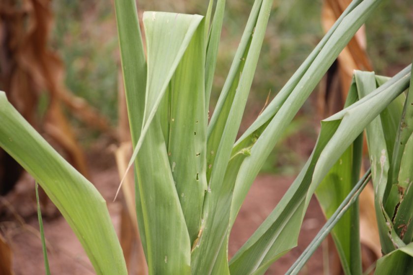 Mais met omkrullend blad, zo gaat de plant zuinig om met water. Mais met omkrullend blad, zo gaat de plant zuinig om met water.