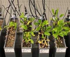 Rhizoctonia solani AG-2-2IIIB met suikerbiet Rhizoctonia solani AG-2-2IIIB met suikerbiet