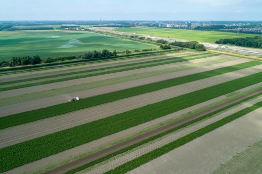 Grootschalige toepassing strokenteelt Grootschalige toepassing strokenteelt