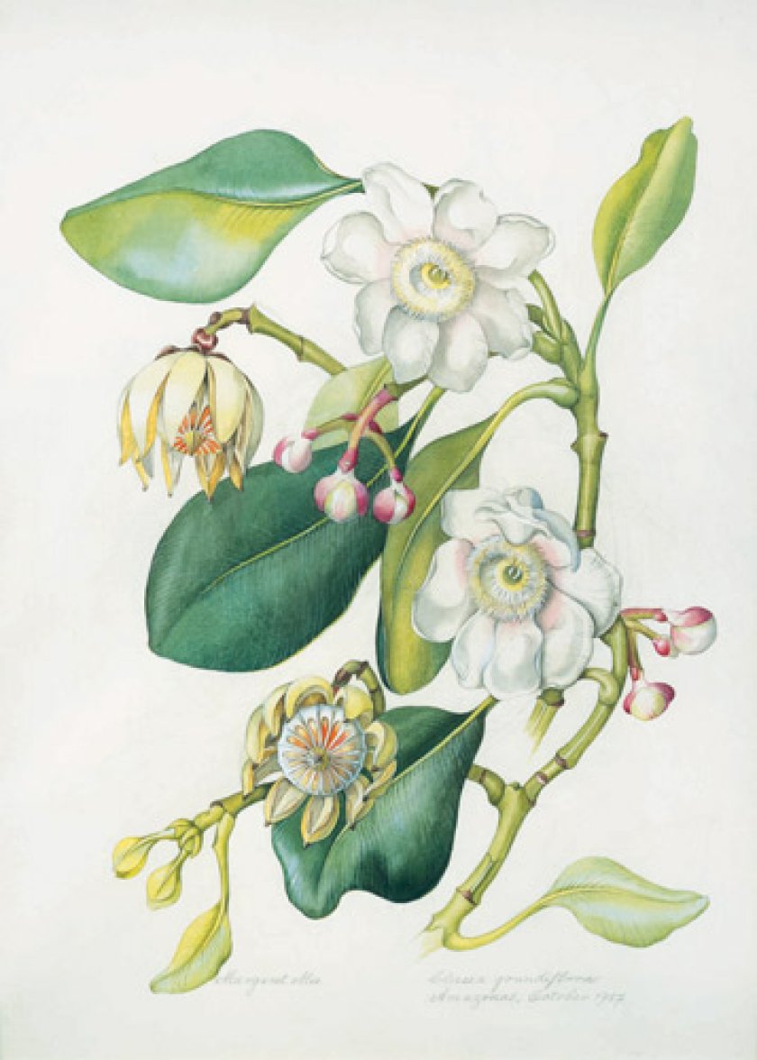 Illustration of a flower Illustration of a flower