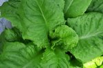 Romaine Ballon de Bougival, jonge plant (CGN, 2023)