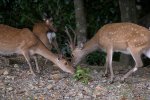 Sikahert (Cervus Nippon) (Foto: Motohiro Sunouchi, Wikimedia Commons, 2017) Sikahert (Cervus Nippon) (Foto: Motohiro Sunouchi, Wikimedia Commons, 2017)