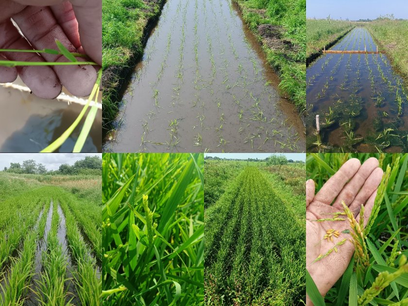 van links naar rechts en van boven naar beneden: Rijstplant, rijstveld in mei – juni – juli – augustus, rijstkorrels in september van links naar rechts en van boven naar beneden: Rijstplant, rijstveld in mei – juni – juli – augustus, rijstkorrels in september