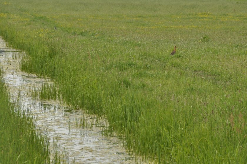 'Bepaalde "onproductieve" landschapselementen zijn verplicht. Natuurvriendelijke oevers bijvoorbeeld, waar kuikens van weidevogels kunnen schuilen.' 'Bepaalde "onproductieve" landschapselementen zijn verplicht. Natuurvriendelijke oevers bijvoorbeeld, waar kuikens van weidevogels kunnen schuilen.'