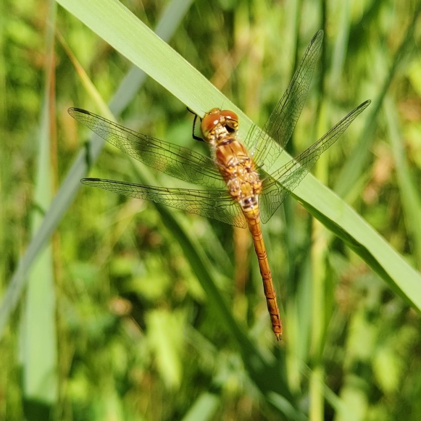 Common darter - Thijs Fijen Common darter - Thijs Fijen