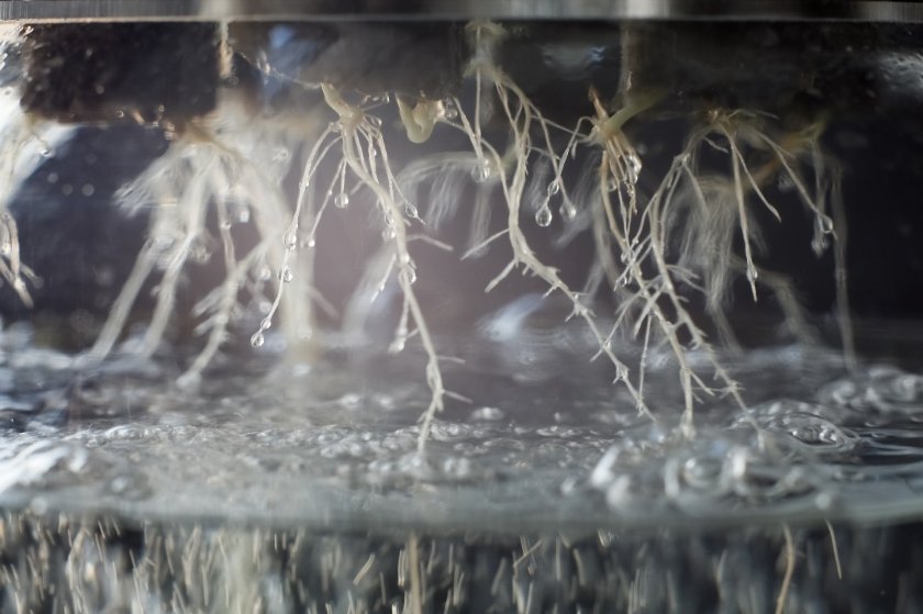 Close-up van een teeltsysteem waarin de wortels van het gewas direct in het water hangen. Bron: Ivan Karpov/Shutterstock.com Close-up van een teeltsysteem waarin de wortels van het gewas direct in het water hangen. Bron: Ivan Karpov/Shutterstock.com