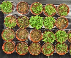 Pythium ultimum met tuinkers Pythium ultimum met tuinkers