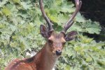Sikahert met gewei (Cervus Nippon) (Foto: Alpsdake, Wikimedia Commons, 2021) Sikahert met gewei (Cervus Nippon) (Foto: Alpsdake, Wikimedia Commons, 2021)