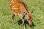 Sikahert (Cervus Nippon) (Foto: H. Zell, Wikimedia Commons, 2021) Sikahert (Cervus Nippon) (Foto: H. Zell, Wikimedia Commons, 2021)