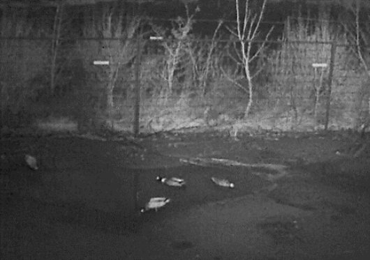 eenden in uitloop avond en nacht eenden in uitloop avond en nacht