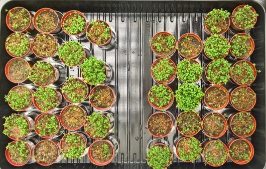 Pythium-aantasting in tuinkers gezaaid in grond van verschillende akkerbouwpercelen. Pythium was vooraf door de grond gemengd. Pythium-aantasting in tuinkers gezaaid in grond van verschillende akkerbouwpercelen. Pythium was vooraf door de grond gemengd.