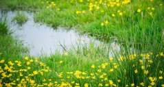 Grasland kan gelukkig redelijk snel herstellen van droge of natte periodes Grasland kan gelukkig redelijk snel herstellen van droge of natte periodes