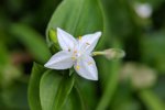 Detail bloem Vaderplant  (foto Sun Jiao, Wikimedia Commons 2019) Detail bloem Vaderplant  (foto Sun Jiao, Wikimedia Commons 2019)