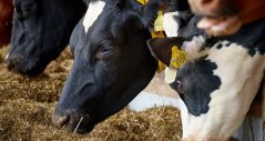 Aanpassing van voeding kan ook helpen tegen hittestress Aanpassing van voeding kan ook helpen tegen hittestress