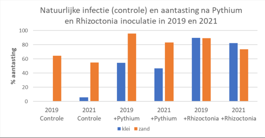 Figuur 2. Gemiddelde aantasting door Pythium of Rhizoctonia van alle gemeten percelen per klei- of zandgrond in 2019 en 2021. Figuur 2. Gemiddelde aantasting door Pythium of Rhizoctonia van alle gemeten percelen per klei- of zandgrond in 2019 en 2021.