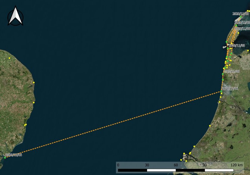 Vliegroute van een spreeuw die op 8 november 2020 op Vlieland werd gezenderd en later op de dag opdook nabij Den Helder. Na wat omzwervingen vloog de vogel weer terug naar de noordpunt van Texel waar die een paar weken bleef. Op 5 december 2020 vloog de vogel langs de kust naar Petten. De volgende dag vloog die bij Castricum de Noordzee op, om 3,5 uur later bij Languard (UK) weer aan land te komen. Vliegroute van een spreeuw die op 8 november 2020 op Vlieland werd gezenderd en later op de dag opdook nabij Den Helder. Na wat omzwervingen vloog de vogel weer terug naar de noordpunt van Texel waar die een paar weken bleef. Op 5 december 2020 vloog de vogel langs de kust naar Petten. De volgende dag vloog die bij Castricum de Noordzee op, om 3,5 uur later bij Languard (UK) weer aan land te komen.