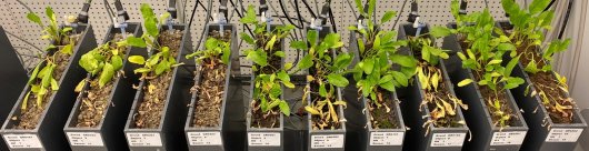 Rhizoctonia-aantasting in suikerbiet in grond van verschillende akkerbouwpercelen. Rhizoctonia was voor aan de rij toegevoegd waarna de verspreiding van de aantasting bepaald werd. Rhizoctonia-aantasting in suikerbiet in grond van verschillende akkerbouwpercelen. Rhizoctonia was voor aan de rij toegevoegd waarna de verspreiding van de aantasting bepaald werd.