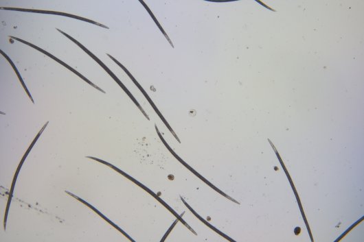 Foto 2 Beter Bodem Beheer met Bodem Biologie 5 keer Beter-smaller.jpg Foto 2 Beter Bodem Beheer met Bodem Biologie 5 keer Beter-smaller.jpg