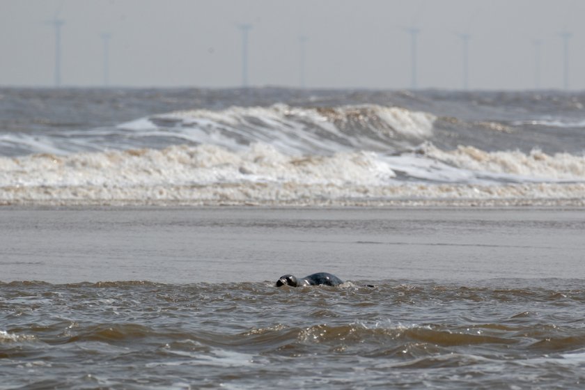 Seal with wind turbines in the background (photo: Shutterstock) Seal with wind turbines in the background (photo: Shutterstock)