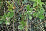 Zwarte appelbes (Aronia × prunifolia) (Foto: Ryan Hodnett, CC BY-SA 4.0) Zwarte appelbes (Aronia × prunifolia) (Foto: Ryan Hodnett, CC BY-SA 4.0)