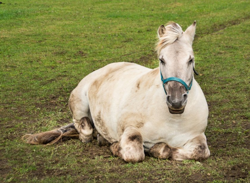 ‘This project contributes to a transition towards research that requires no live animals,’ says prof. ir. Wouter Hendriks. ‘This project contributes to a transition towards research that requires no live animals,’ says prof. ir. Wouter Hendriks.
