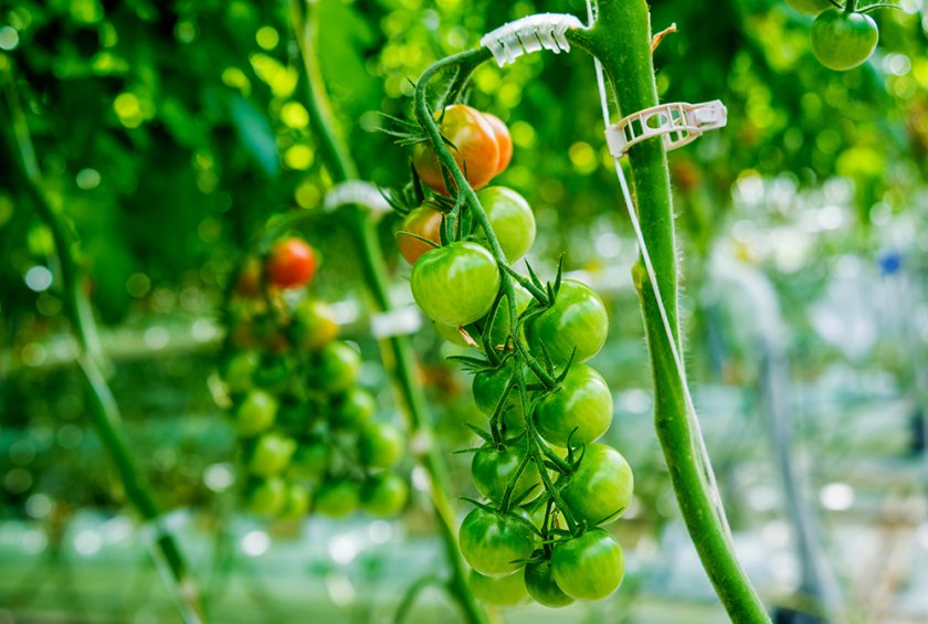 String, rings and clips are part of the successful ‘high wire’ cultivation system, but contaminate organic waste. Redesigning these systems, or using biodegradable plastics could solve this issue. Source: Roman Zaiets/Shutterstock.com String, rings and clips are part of the successful ‘high wire’ cultivation system, but contaminate organic waste. Redesigning these systems, or using biodegradable plastics could solve this issue. Source: Roman Zaiets/Shutterstock.com