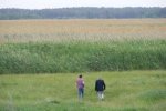 Reed fields in the Poltava oblast. Reed fields in the Poltava oblast.