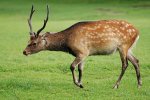 Sikahert (Cervus Nippon) (Foto: Lilly M, Wikimedia Commons, 2007) Sikahert (Cervus Nippon) (Foto: Lilly M, Wikimedia Commons, 2007)