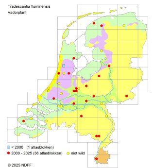 Verspreidingskaart Vaderplant (NDFF 2025) Verspreidingskaart Vaderplant (NDFF 2025)