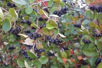 Zwarte appelbes (Aronia × prunifolia) (Foto: Michael Jeltsch, CC BY-SA 4.0) Zwarte appelbes (Aronia × prunifolia) (Foto: Michael Jeltsch, CC BY-SA 4.0)