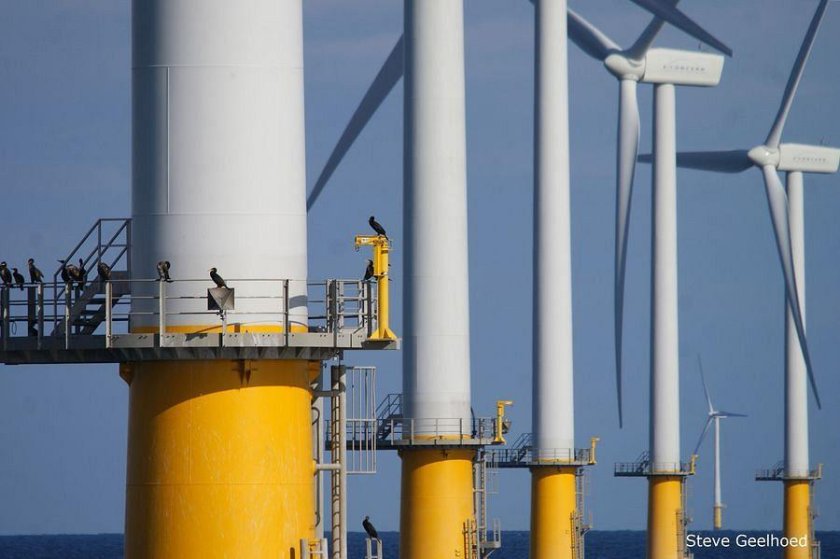 Aalscholvers in een windpark (foto: Steve Geelhoed) Aalscholvers in een windpark (foto: Steve Geelhoed)