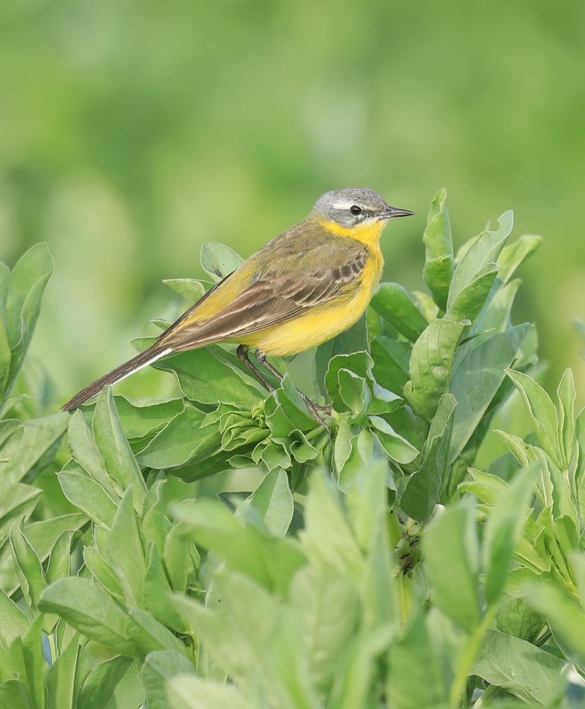 Yellow wagtail on ERF field beans Yellow wagtail on ERF field beans