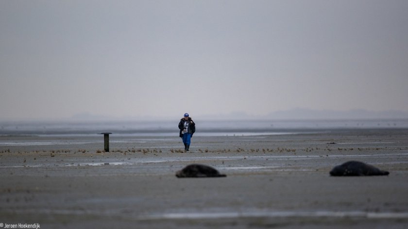 Sophie Brasseur tijdens zeehondentelling op Griend (foto: Jeroen Hoekendijk) Sophie Brasseur tijdens zeehondentelling op Griend (foto: Jeroen Hoekendijk)